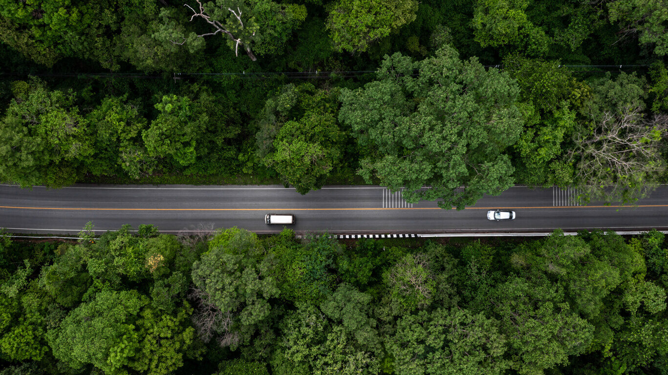 forest-with-cars-on-road