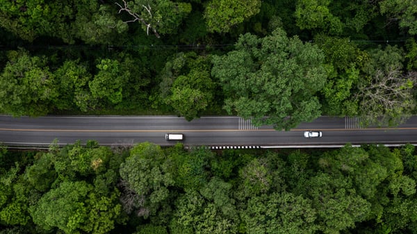 forest-with-cars-on-a-road