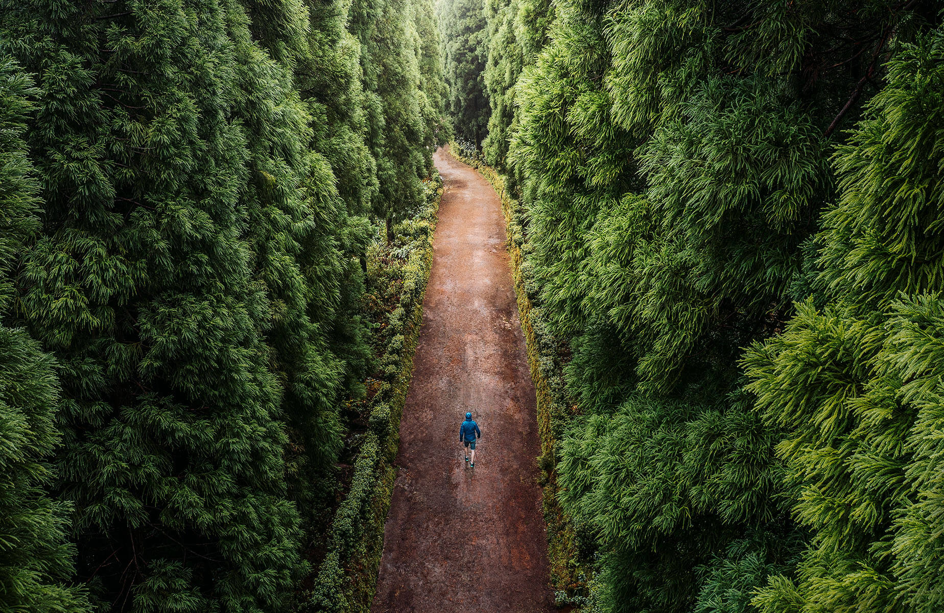 forest-with-road